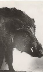 Fotografi del Touring club italiano