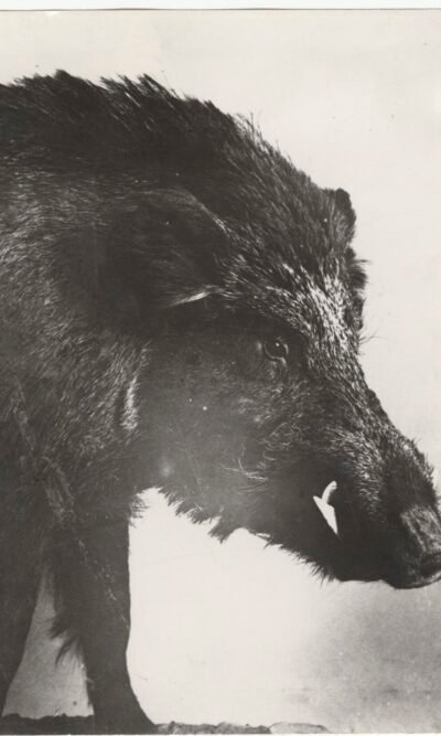 Fotografi del Touring club italiano