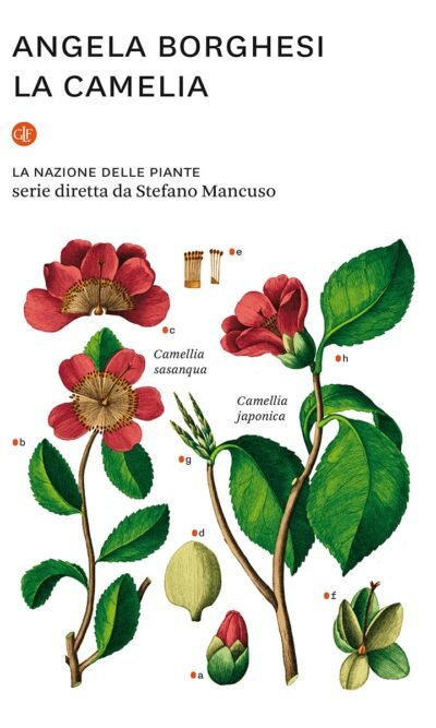 La camelia