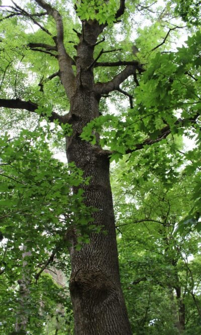 L'albero di sicomoro